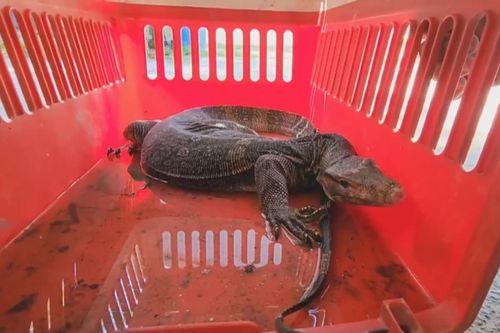 Kỳ đà hoa quý hiếm bò vào nhà vệ sinh được người dân phát hiện