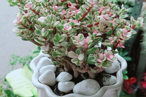 Từ giờ đến Tết, những loại cây cảnh này nở hoa báo hiệu điềm lành, gia chủ chuẩn bị sẵn sàng đón nhận