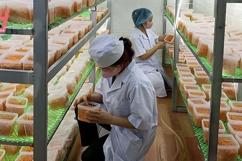 Mô hình sản xuất đông trùng hạ thảo đang được nhân rộng