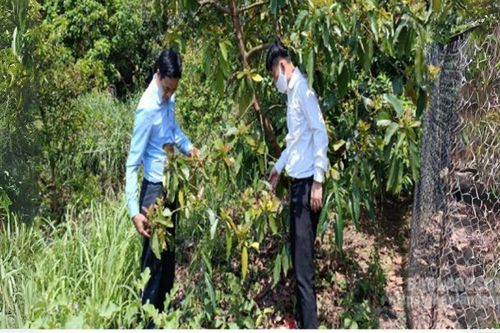 Nghiên cứu, trồng thử nghiệm một số dòng, giống bơ trong nước và nhập nội: Cơ sở khoa học cho nông dân phát triển cây bơ