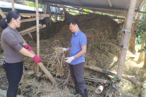 Chủ động triển khai ứng phó rét đậm, rét hại