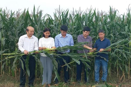 Tổng kết mô hình phát triển ngô sinh khối