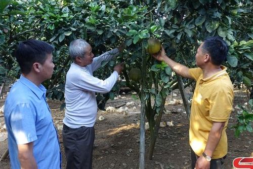 Mai Sơn phát triển cây ăn quả có múi
