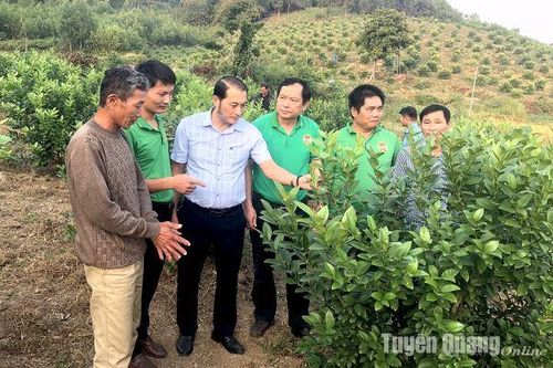 Xây dựng, củng cố các chi hội, tổ nghề nghiệp