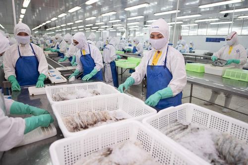Nhu cầu tôm cải thiện, doanh thu quý 4 của Thực phẩm Sao Ta (FMC) dự báo tăng 15%