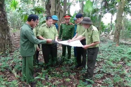 Tuyên Quang: Giữ cho rừng Chiêm Hóa thêm xanh