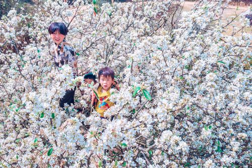 Ngắm hoa sơn trà nở trắng muốt trên bản Nậm Nghiệp, Sơn La
