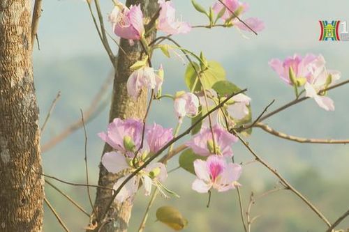 Tuần văn hóa, du lịch Điện Biên tại Hà Nội