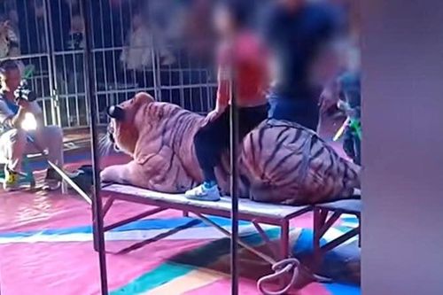 Rạp xiếc gây kinh hãi khi cho trẻ em cưỡi hổ chụp ảnh để thu tiền