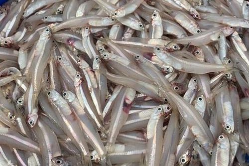 Ngư dân Hà Tĩnh trúng đậm cá cơm đầu mùa