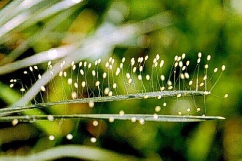 Truyền thuyết về loài hoa gắn với nhà Phật, 3.000 năm mới nở, tượng trưng cho sự may mắn