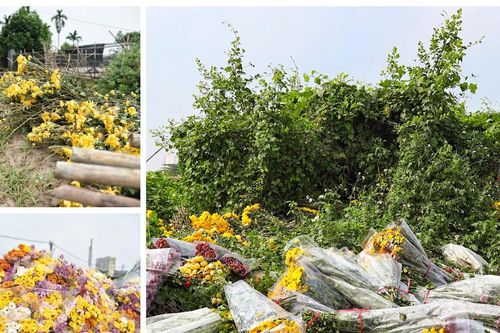 Giá hoa Cúc rớt thảm, nhiều người dân Tây Tựu rơi vào cảnh 'hoa cười, người khóc'