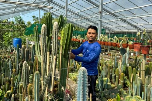 Khởi nghiệp từ cây xương rồng, thu hơn 500 triệu đồng hàng năm