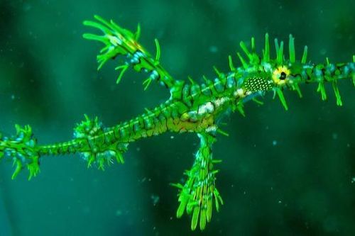 Loài cá 'xưa nay hiếm' xuất hiện ở Nha Trang, có tên trong Sách Đỏ