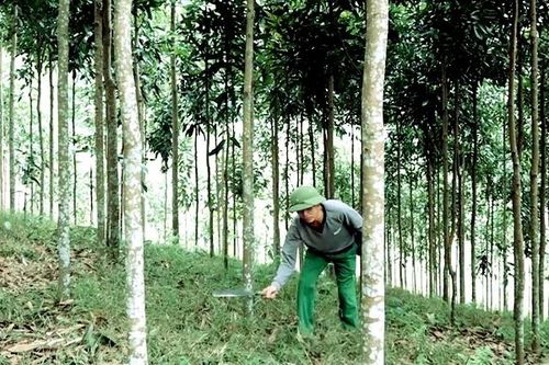 Yên Bái triển khai các dự án hỗ trợ phát triển sản xuất thuộc các chương trình mục tiêu quốc gia