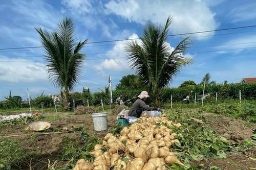 Nông dân 'khóc ròng' vì củ đậu