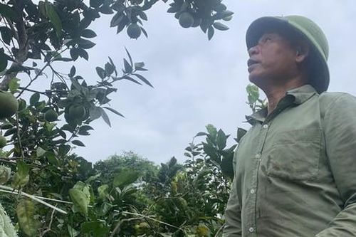 Lão nông với tuyệt chiêu nuôi kiến thay thuốc trừ sâu