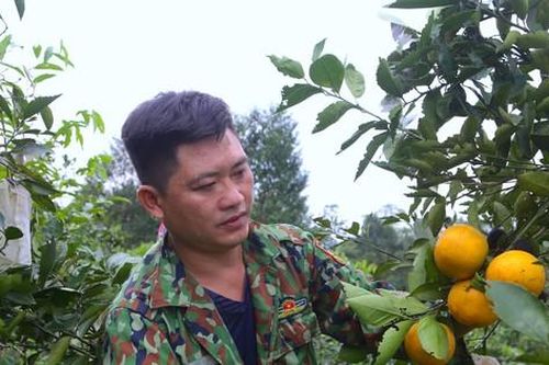 'Đệ nhất cam' Hà Tĩnh vào vụ thu hoạch, dân ém hàng chờ Tết
