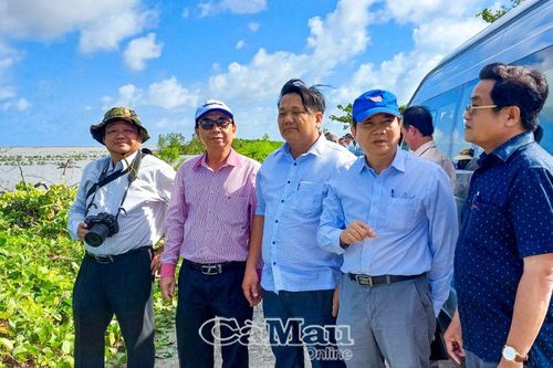 Cà Mau: Giám định dự án kè tạo bãi trồng rừng ven biển Tây