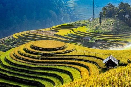 Tỉnh nào có diện tích ruộng bậc thang lớn nhất nước ta?