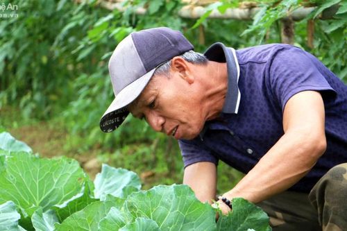 Lên rẻo cao xem người Thái trồng rau sạch
