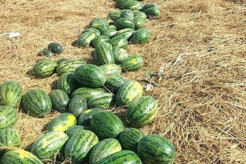 Gia Lai: Nông dân phấn khởi vụ dưa được mùa