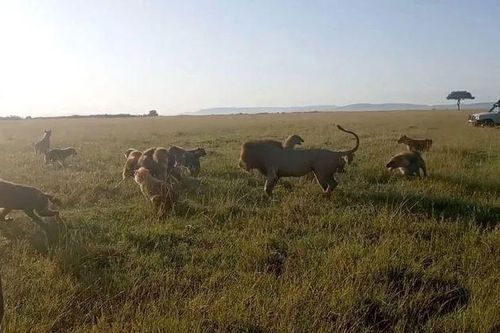 CLIP: 'Binh đoàn' linh cẩu tính dùng số lượng để hù dọa sư tử, nhưng khi 'vị vua' xuất hiện thì vội vã bỏ chạy