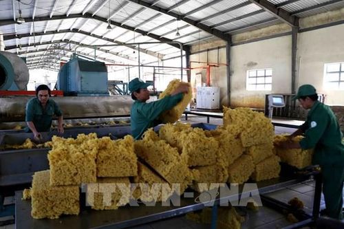 Hơn 20 doanh nghiệp cao su được chứng nhận nhãn hiệu 'cao su Việt Nam'