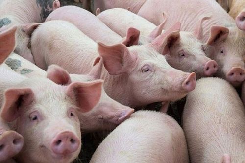 Giá heo hơi, nhiên liệu đồng loạt giảm