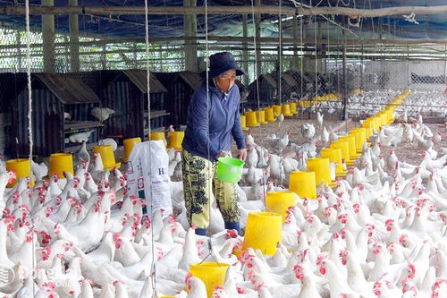 Đảm bảo an toàn phòng dịch cho đàn gia cầm