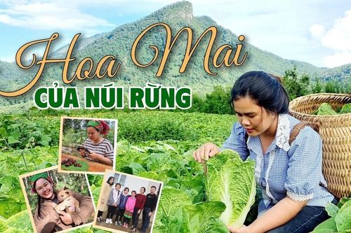 Hoa Mai của núi rừng