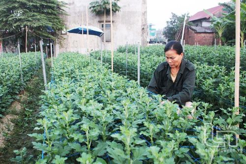Nông dân vào vụ hoa Tết