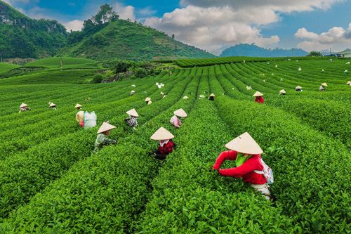 Mộc Châu đẹp hút hồn vào mùa thu hoạch chè