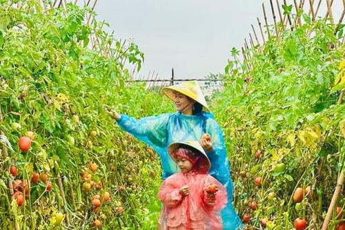 Ra mắt mô hình du lịch nông nghiệp VietHarvest AgriTour