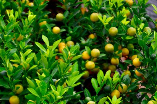 Kinh tế khó khăn, bưởi bonsai bán chậm, quất cảnh 'lên ngôi'