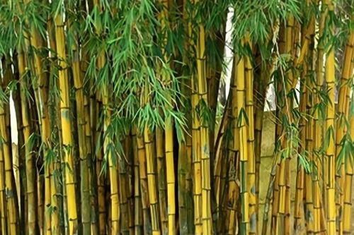 Chữ và nghĩa: Trúc dẫu cháy đốt ngay vẫn thẳng