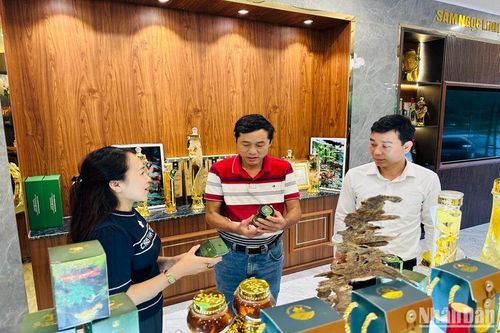 Miền núi cao tỉnh Quảng Nam nâng giá trị cây bản địa từ OCOP