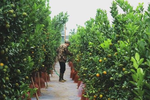 Hà Nội: Người dân vựa quất Tứ Liên hối hả chăm sóc cây vụ Tết