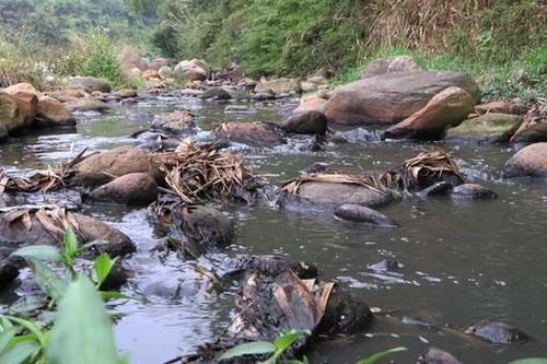 'Dòng suối chết' bên cạnh các cơ sở chế biến dong riềng ở Lai Châu