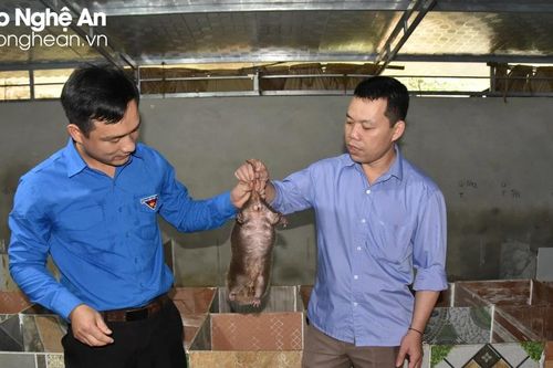 Người dân Đan Lai làm giàu từ nuôi loài chuột chuyên ăn tre