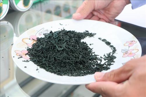 Trồng tảo xoắn thu lợi hàng tỷ đồng mỗi năm