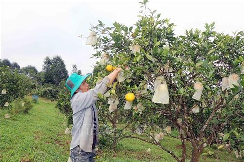 Thu nhập cao từ trồng cam đặc sản