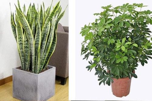 5 loại cây vừa đẹp vừa dễ trồng, tốt không khí trong nhà