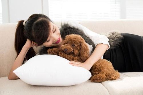 7 loại chó này được công nhận là 'dễ huấn luyện' và rất đáng nuôi