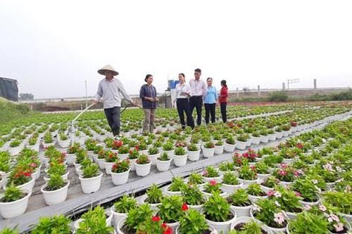 TPHCM: Tiếp tục phát huy và tạo đột phá mới trong triển khai tín dụng chính sách xã hội