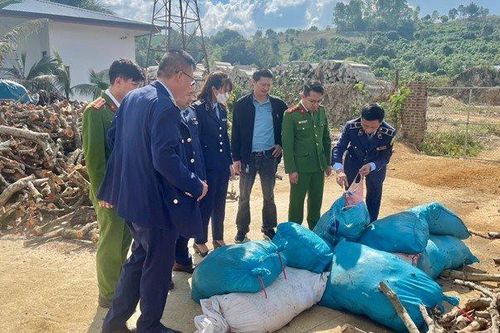 Phạt, tiêu hủy nửa tấn thịt bò bốc mùi ở Sơn La