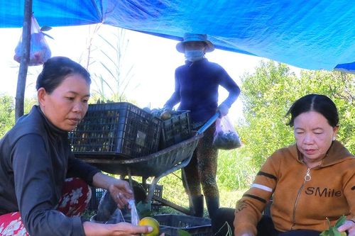 Nông dân An Khê làm giàu từ cây ăn quả