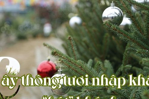 Cây thông tươi nhập khẩu 'hút' khách