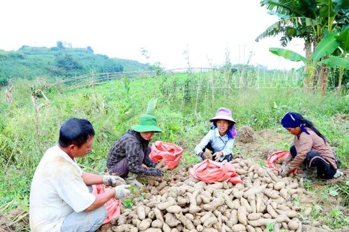 Người dân xã Trịnh Tường thu hơn 4 tỷ đồng từ bán củ sâm đất