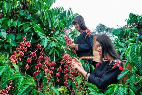 Phân bón Văn Điển: Mang hiệu quả vượt trội cho nông sản Tây Nguyên